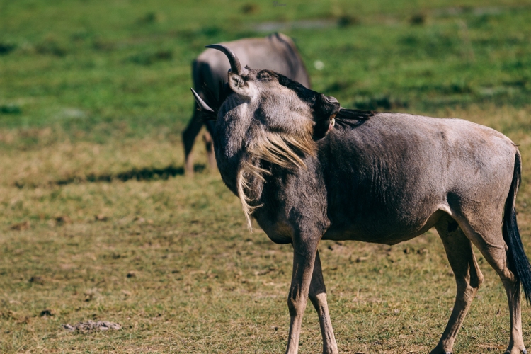 A wildebeest grooming itself :)
