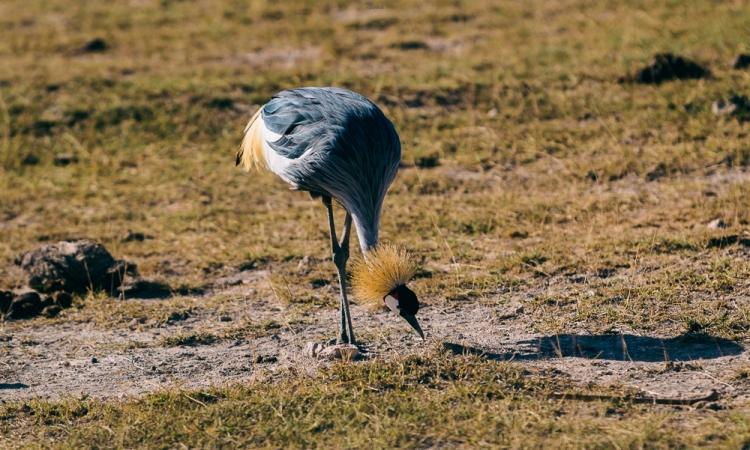 A Grey Crowned Crane fishing for some insects from the ground. 