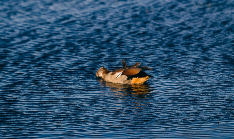 An Egyptian goose with its head under water 